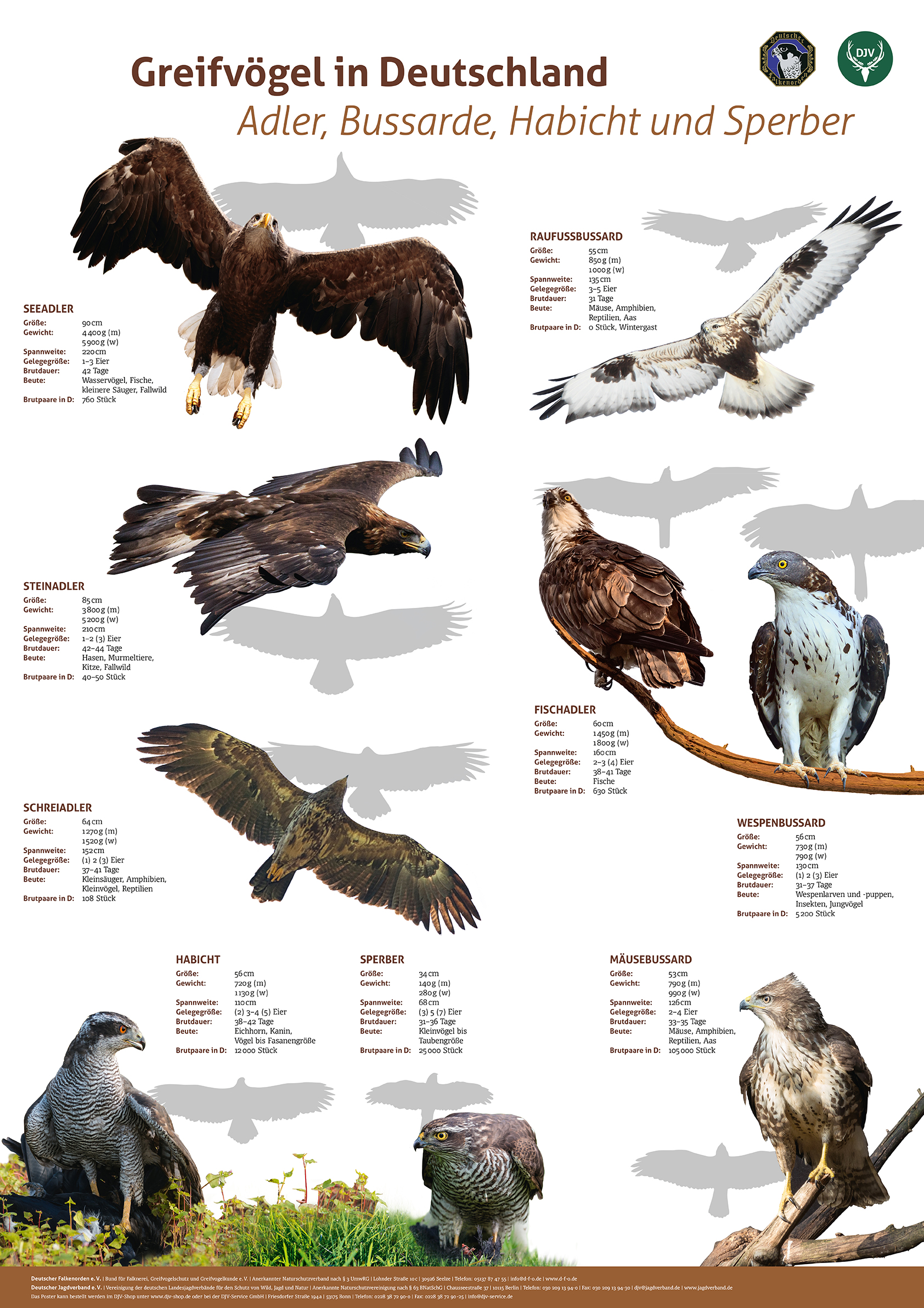 DJVPublikationen Deutscher Jagdverband