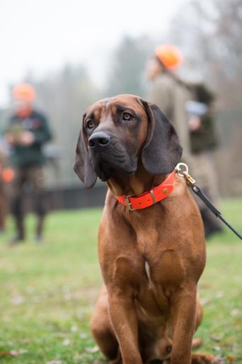 Schweißhunde sind Spezialisten für die Suche von verletztem Wild. Auch nach 48 Stunden riechen sie noch kleinste Blutströpfchen. (Quelle: KauerMross/DJV) Schweißhunde sind Spezialisten für die Suche von verletztem Wild. Auch nach 48 Stunden riechen sie noch kleinste Blutströpfchen.