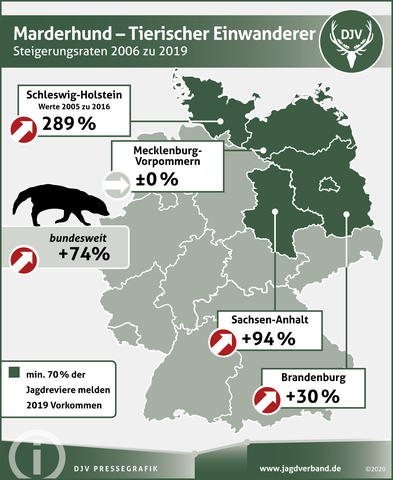 Marderhund - Tierischer Einwanderer - Steigerungsraten 2006 - 2019