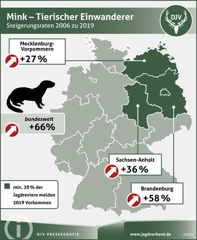 Mink - Tierischer Einwanderer - Steigerungsraten 2006 - 2019
