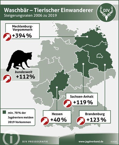Waschbär - Tierischer Einwanderer - Steigerungsraten 2006 - 2019
