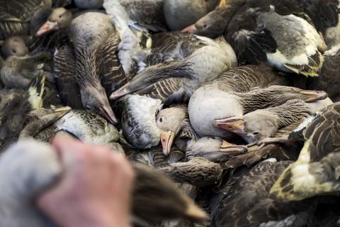 Die toten Gänse werden am Ende gestapelt und an mehrere Wildhändler weitergegeben. (Quelle: Olivier Middendorp/Hollandse Hoogte/laif)