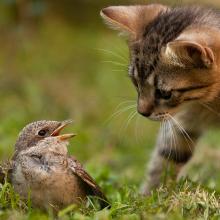 Katze mit Vogel