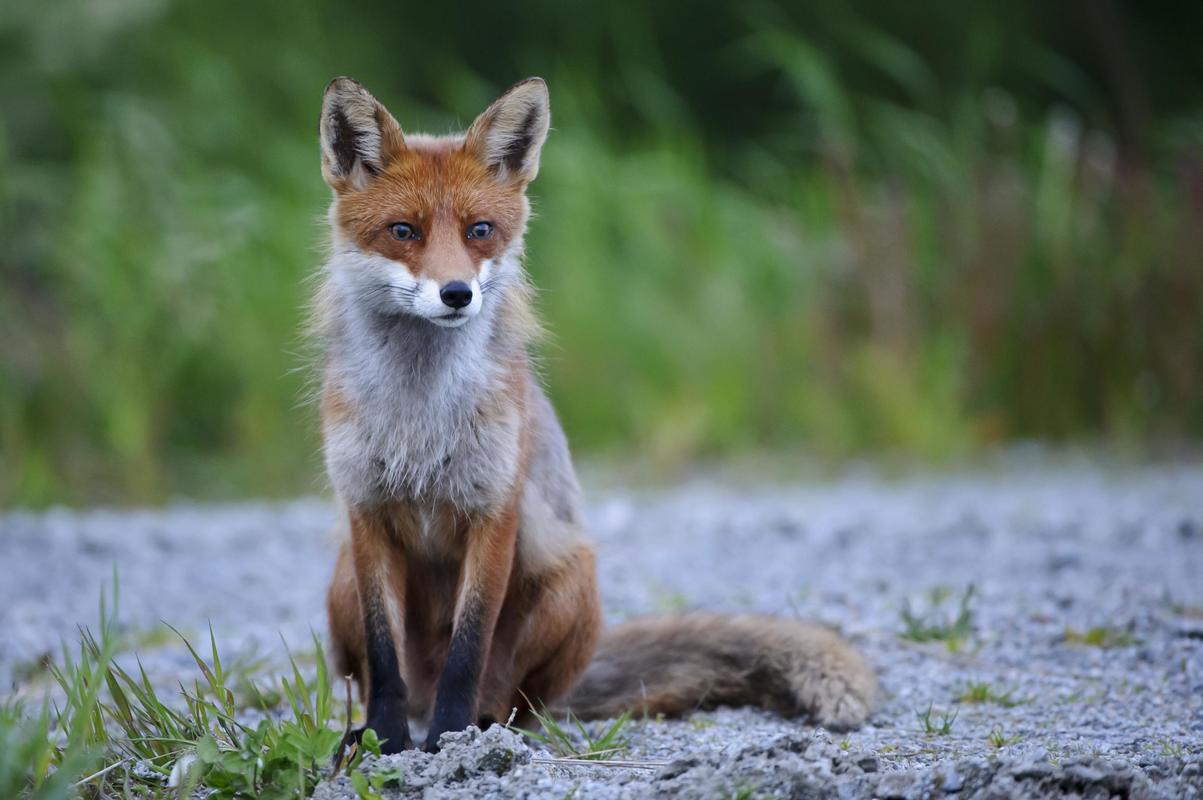 Fuchs (Vulpes vulpes) | Deutscher Jagdverband