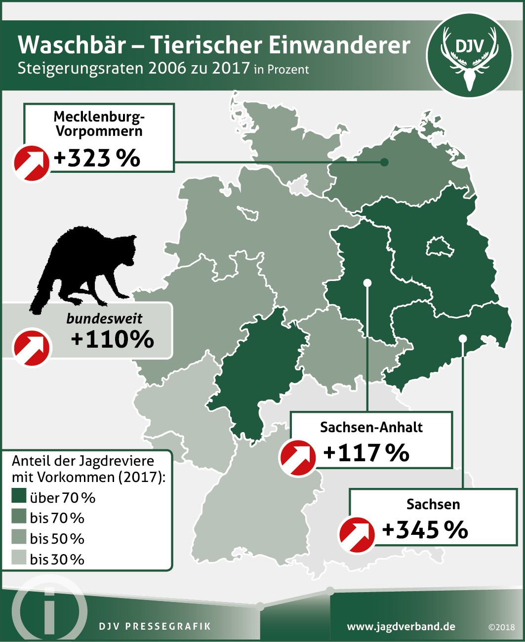 Tierische Einwanderer: Waschbär, Marderhund und Mink breiten sich aus