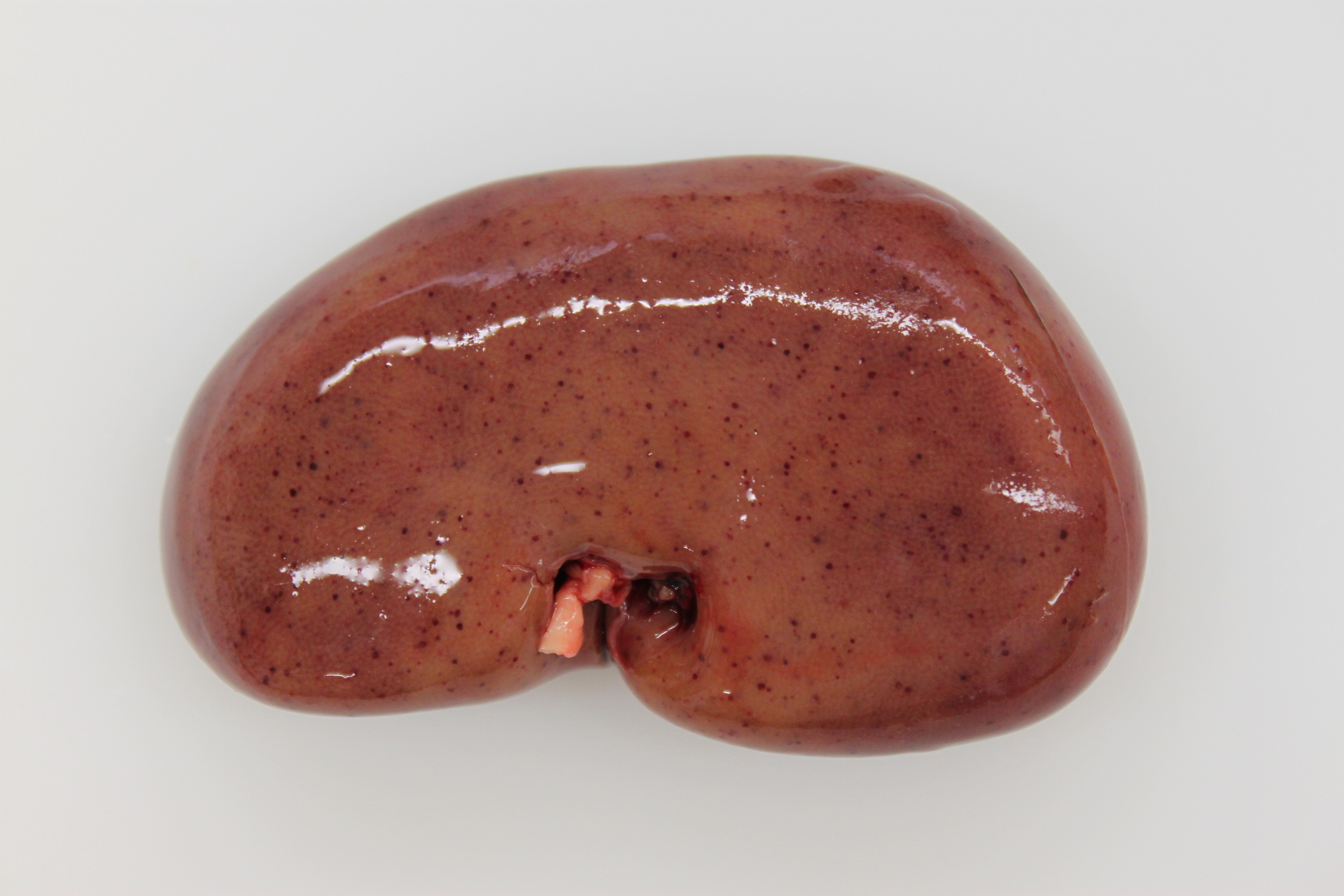 Wie die Tabletten von den Parasiten heißen