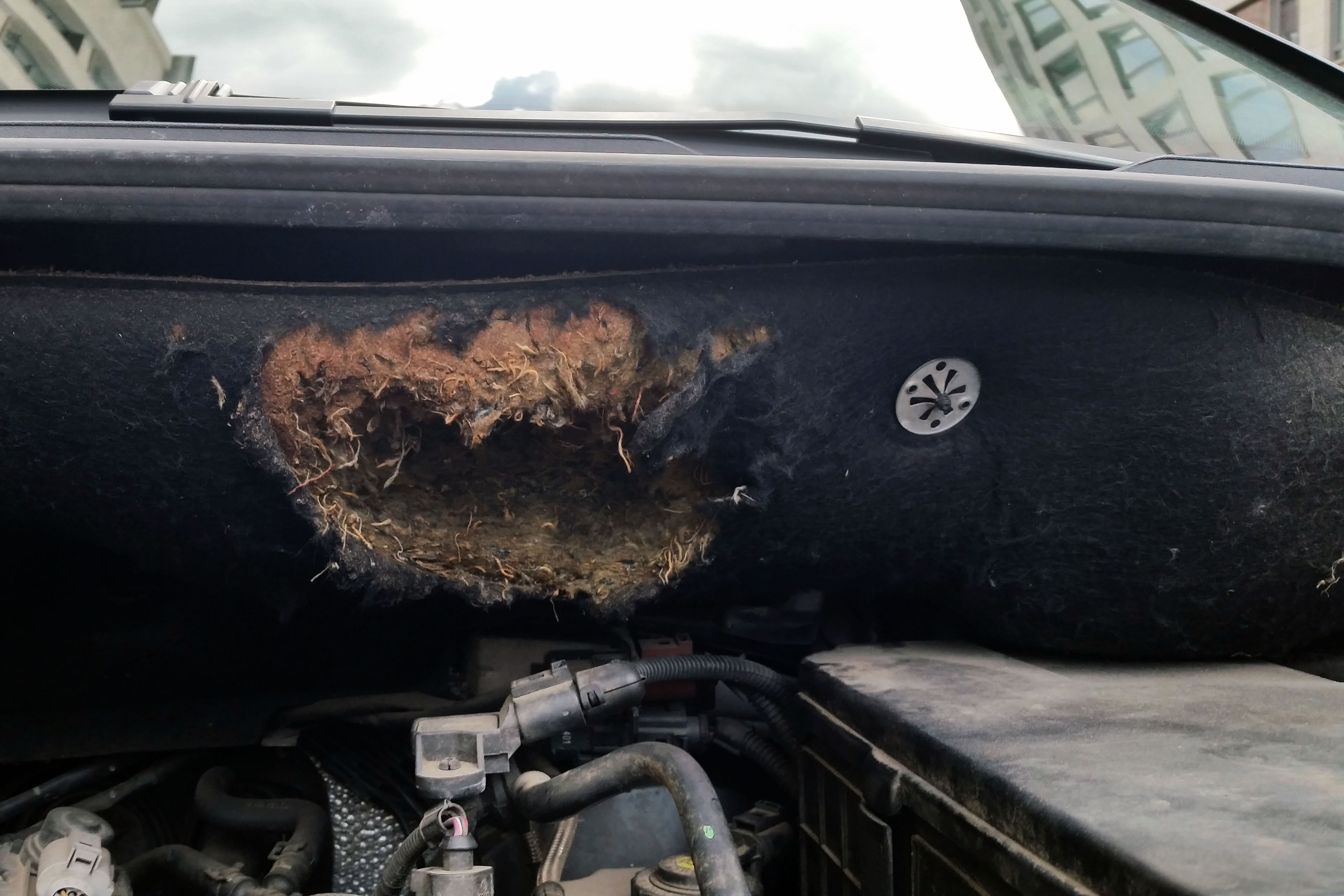 Paarungszeit beim Marder | Deutscher Jagdverband - 4482 x 2988 jpeg 880kB