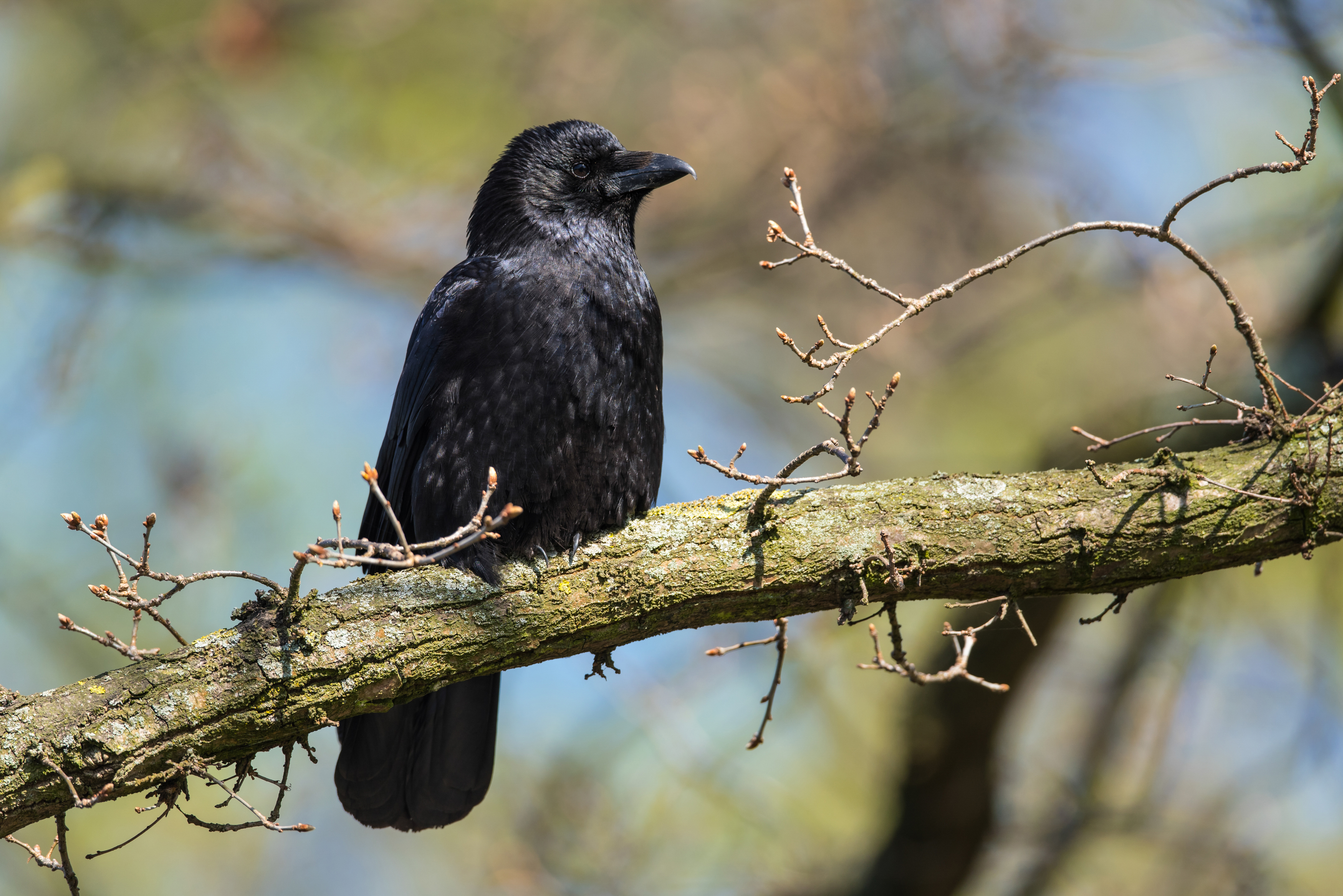 Kolkrabe (Corvus corax) | Deutscher Jagdverband