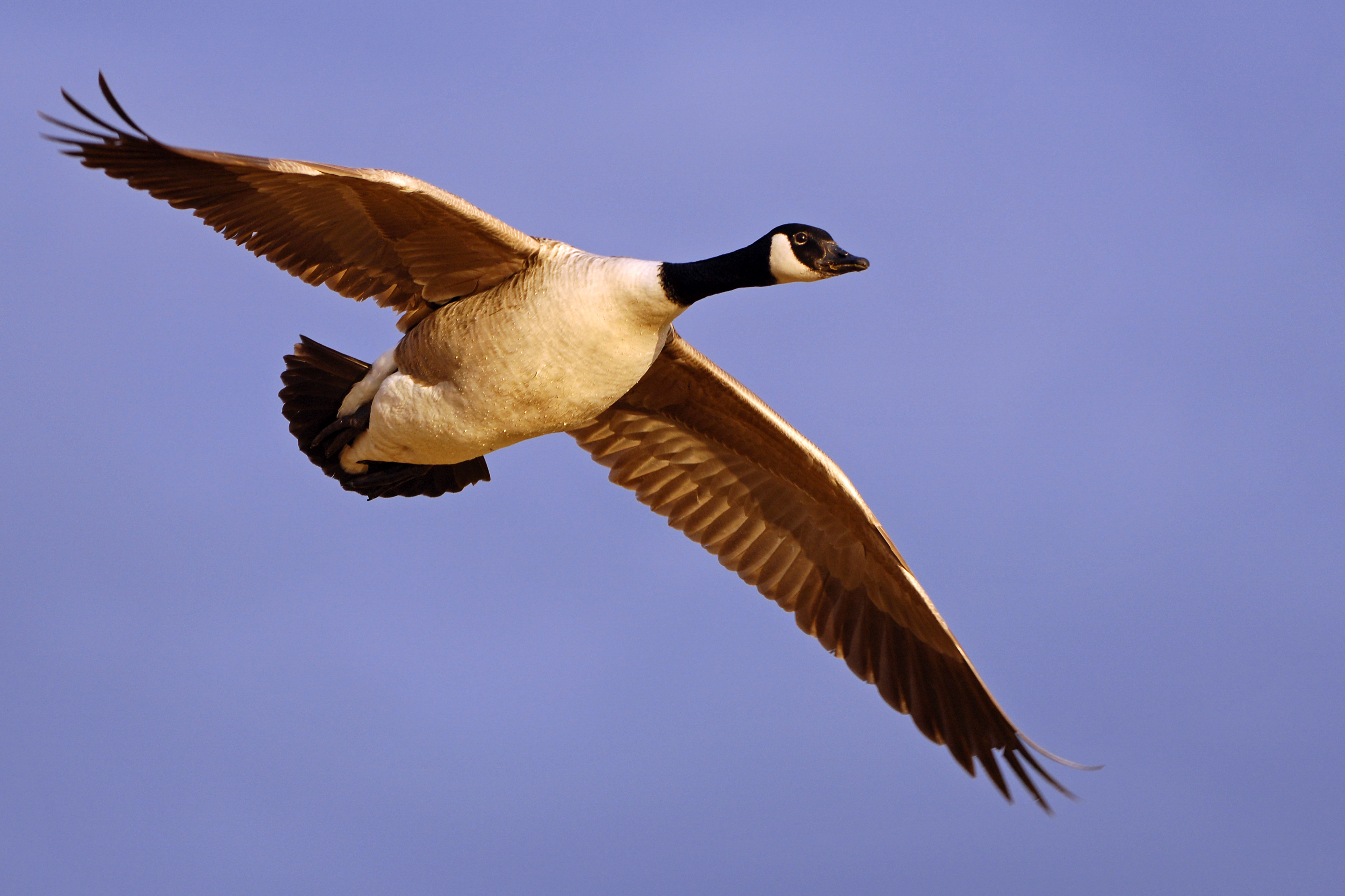 Kanadagans (Branta canadensis) | Deutscher Jagdverband