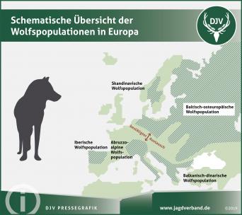Schematische Übersicht der Wolfspopulation in Europa