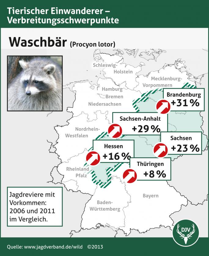 Daten des Deutschen Jagdverbandes belegen die rasante Ausbreitung des Waschbären. (Quelle: djv) Grafik zur Verbreitung des Waschbären