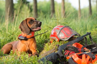 Jagdhund (Quelle: Kauer/DJV) Jagdhund