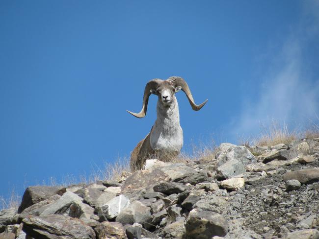 Argali in Kirgisistan. Diese Argali-Unterart profitiert von nachhaltiger Jagd.