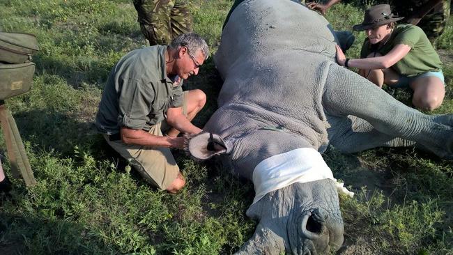 Durch Einsetzen des Jagdverbots stieg die Wilderei zwischen 2014 und 2018 stark an. "Das Jagdverbot ist gescheitert, es hat mehr geschadet als genutzt. Das Jagdverbot hat es nicht geschafft, Menschen, Elefanten und andere Wildtiere zu schützen", so Dr. Verreyenne.