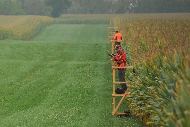 Um eine Bejagung zu ermöglichen, sollten Landwirte Bejagungsschneisen einhächseln.