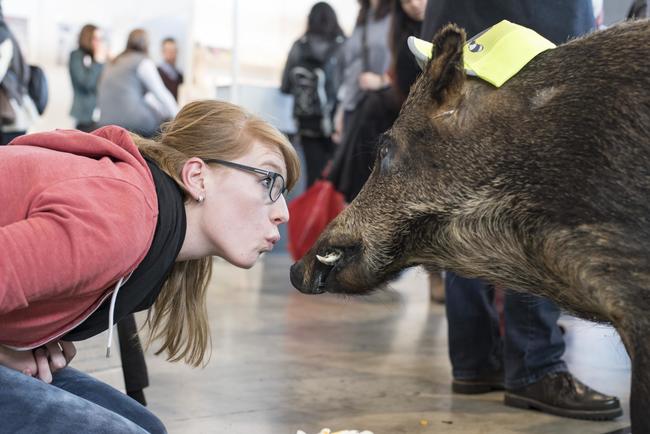 Wildschwein und Messebesucherin