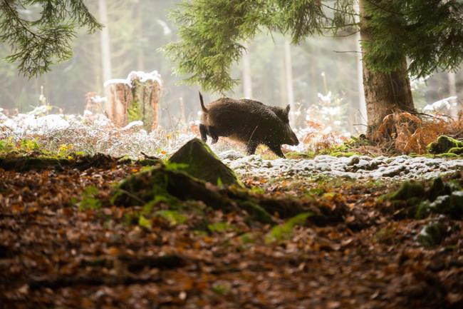 Die ASP ist eine anzeigepflichtige Virusinfektion, die ausschließlich Wild- und Hausschweine betrifft.