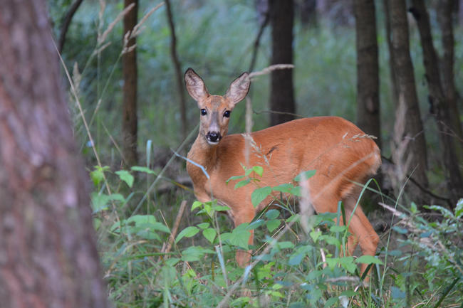 Reh im Wald