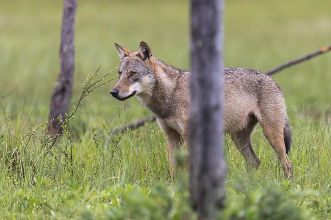 10 Kustjagersverenigingen in Nedersaksen en de districtsjagersvereniging Bremen nemen een gezamenlijk standpunt over wolven aan.