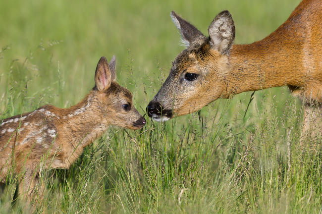 Wildtiere gehören zum Ökosystem Wald