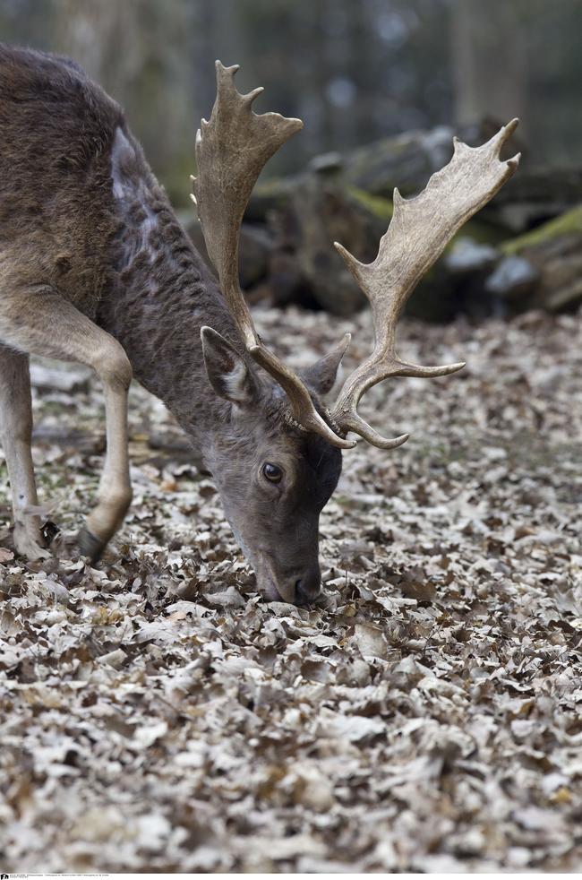 (Quelle: Tierfotoagentur.de, Schäfer)