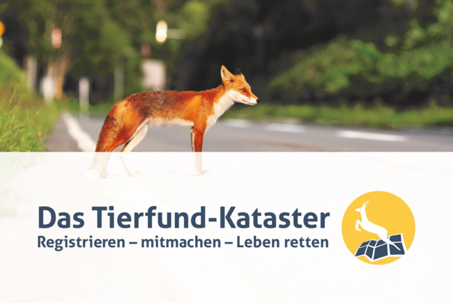 Schwerpunktmäßig geht es beim Tierfund-Kataster darum, Wildunfälle zu vermeiden und Straßen wildtierfreundlicher zu gestalten.