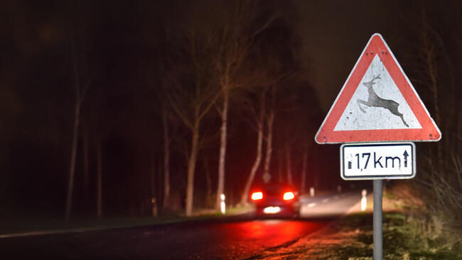 Autofahrer aufgepasst: In der dunklen Jahreszeit steigt die Gefahr von Wildunfällen. Der DJV gibt Tipps, um Zusammenstöße zu vermeiden.