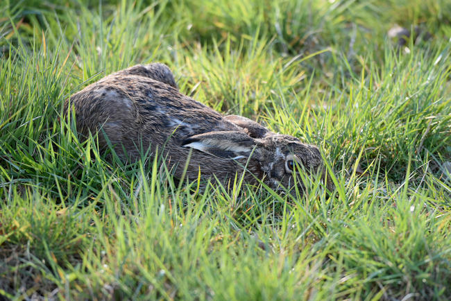 Den Tag verbringen Hasen meist in einer kleinen Mulde auf dem Acker, der Sasse.