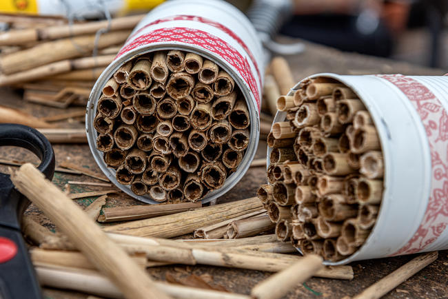  „Bienen, ganz besonders Wildbienen, haben eine elementare Bedeutung für unsere Wild- und Kulturpflanzen“, sagt Imkerin Hilke Wulf-Ahlers.