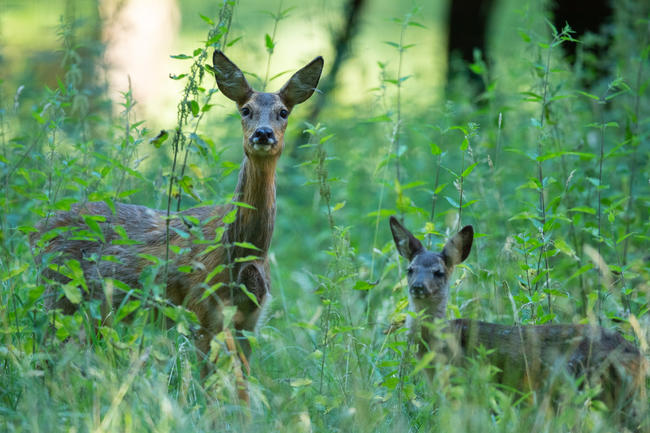 Die Waldstrategie 2050 sieht den Abschuss von Wildtieren als alleinige Lösung für den Waldumbau vor.