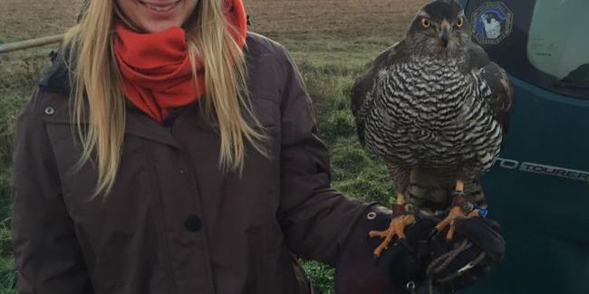 Gemeinsam Jagd erleben: Auch die Beizjagd gehört dazu