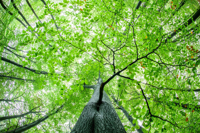 Waldstrategie 2050: DJV fordert einen vom BMEL moderierten runden Tisch für praxistaugliche Lösungen.