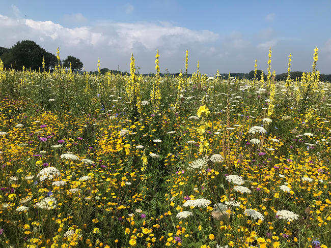 Gut für die Artenvielfalt: Biogas aus Wildpflanzen.