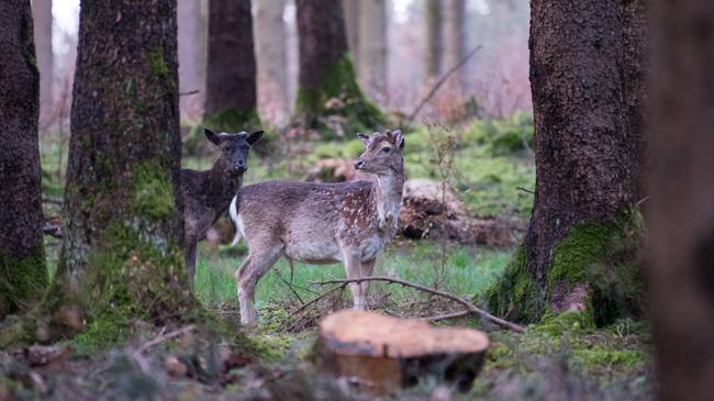 Dem Lebensraum Wald und deren Bewohner ist Sorge zu tragen.