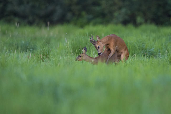 Der Rehbock treibt die Ricke in der Paarungszeit oft kilometerweit vor sich her.