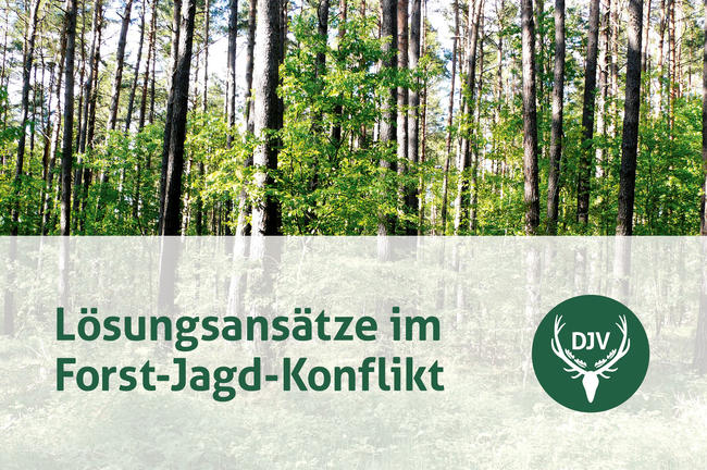 Neun Praxisbeispiele aus ganz Deutschland zeigen, wie Wald und Wild regional in Einklang gebracht werden.