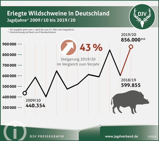 Nach einer ersten Hochrechnung haben die Jäger in Deutschland etwa 856.000 Wildschweine im Jagdjahr 2019/20 (1.April bis 31. März) erlegt.