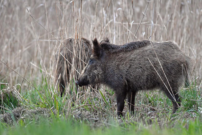 Anlässlich der Agrarministerkonferenz fordern der DBV und der DJV ein koordiniertes Vorgehen gegen die Afrikanische Schweinepest.