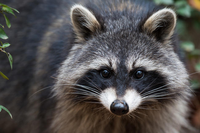 Trotz seiner niedlichen Knopfaugen richtet der Waschbär erheblichen Schaden in Deutschland an.
