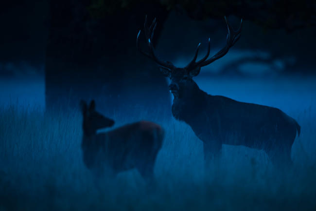 Im Dunkeln sind Wildtiere nur schwer zu erkennen, daher sollte die Geschwindkigkeit bei unübersichtlichen Stellen reduziert werden.