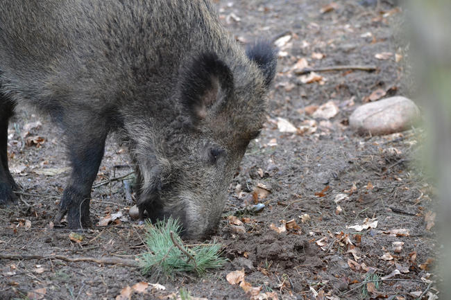 Die Jagd - insbesondere auf Schwarzwild, aber auch auf anderes Schalenwild - ist auch während einer nächtlichen Ausgangssperre erlaubt. 