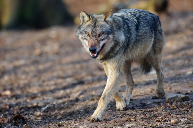 Eine Ausnahmegenehmigung ermöglichte den Abschuss eines Problemwolfs im niedersächsischen Herzlake. 