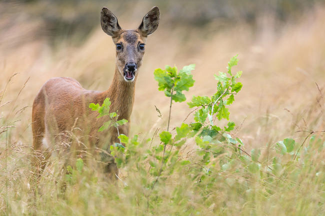 Wenn der Fokus weiterhin auf den verbissenen Bäumen liege, drohe das Wild den forstlichen Interessen geopfert zu werden. (Rolfes/DJV)