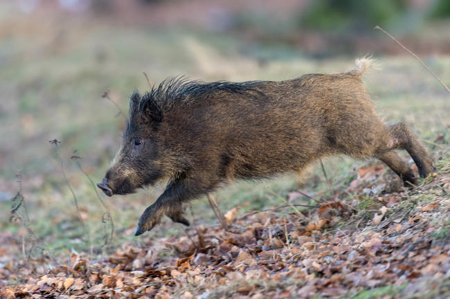 882.231 erlegte Wildschweine im Jagdjahr 2019/2020. Ein neuer Rekord. (Quelle: Rolfes/DJV)