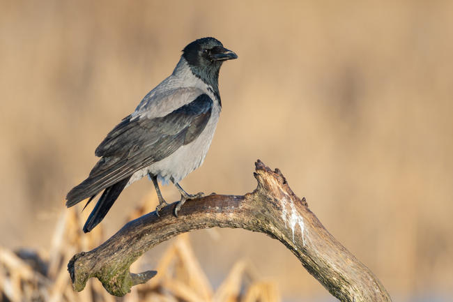 Die Bestände der Rabenvögel in Deutschland sind stabil oder steigen an. Um landwirtschaftliche Kulturen oder gefährdete Arten zu schützen, bedarf es einer effektiven Bejagung der Allesfresser.