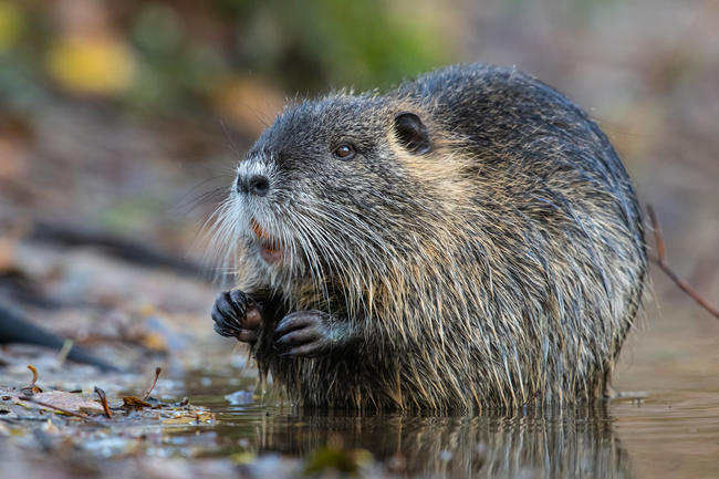 Die Nutria gilt in Europa als invasive, gebietsfremde Art.