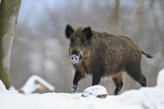 Der Mensch kann das Virus jederzeit in andere Gebiete verschleppen und Haus- sowie Wildschweine infizieren.