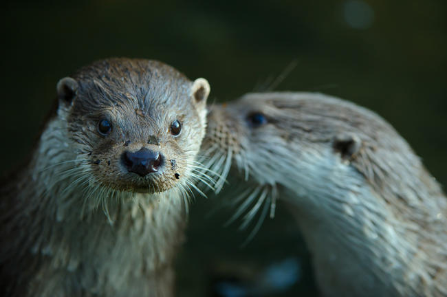 Semiaquatische Säuger wie Fischotter bilden einen Schwerpunkt der achten flächendeckenden Erfassung.