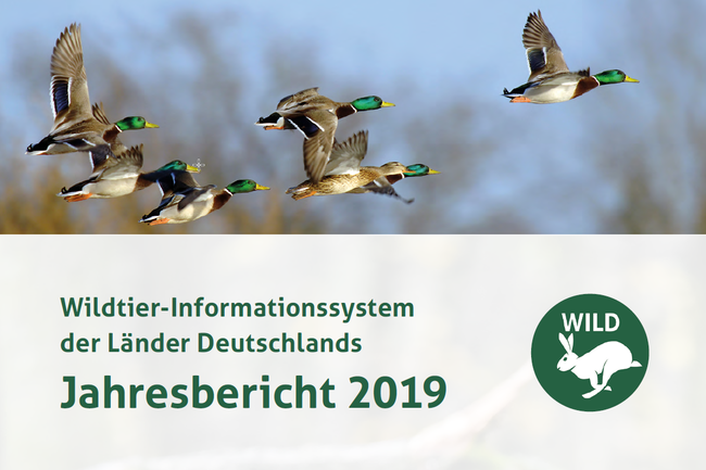 Der DJV hat heute Monitoring-Daten zu 16 ausgewählten Tierarten für das Jahr 2019 im neuen WILD-Bericht veröffentlicht. 