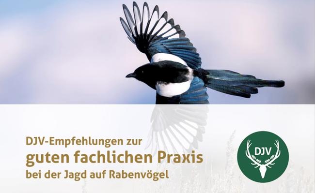 Titelbild der Broschüre "DJV-Empfehlungen zur guten fachlichen Praxis bei der Jagd auf Rabenvögel"